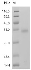 (Tris-Glycine gel) Discontinuous SDS-PAGE (reduced) with 5% enrichment gel and 15% separation gel.