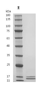 Recombinant Human Interleukin-13 (IL13), partial (Active) – Figure 1 of 1