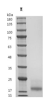 Recombinant Human Interleukin-15 (IL15) (Active) – Figure 1 of 1
