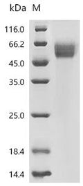 Recombinant Human Interleukin-1 receptor type 1 (IL1R1), partial – Figure 1 of 1