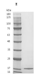 Recombinant Human Interleukin-3 (IL3) (Active) – Figure 1 of 1