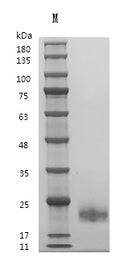 Recombinant Human Interleukin-4 (IL4) (Active) – Figure 1 of 1