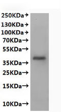 CSB-MP011673HU(A4) is detected by Mouse anti-6*His monoclonal antibody