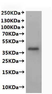 CSB-MP011673HU(A4) is detected by Mouse anti-6*His monoclonal antibody