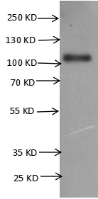 CSB-MP012906HU(A4) is detected by Mouse anti-6*His monoclonal antibody.
