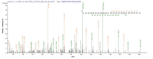 Based on the SEQUEST from database of Mammalian Cell host and target protein, the LC-MS/MS Analysis result of CSB-MP013706RA could indicate that this peptide derived from Mammalian Cell-expressed Rattus norvegicus (Rat) Mertk.