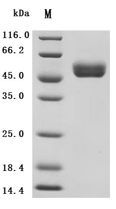(Tris-Glycine gel) Discontinuous SDS-PAGE (reduced) with 5% enrichment gel and 15% separation gel.