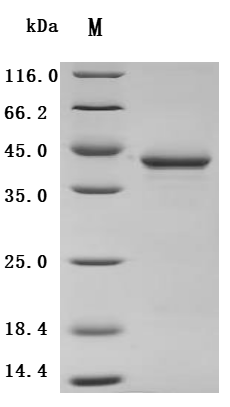 (Tris-Glycine gel) Discontinuous SDS-PAGE (reduced) with 5% enrichment gel and 15% separation gel.