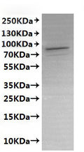CSB-MP019047HUd7 is detected by Mouse anti-6*His monoclonal antibody.