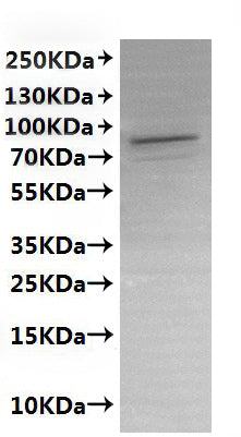 CSB-MP019047HUd7 is detected by Mouse anti-6*His monoclonal antibody.