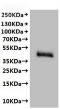 CSB-MP020802HU is detected by Mouse anti-6*His monoclonal antibody