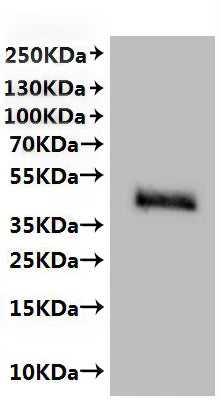 CSB-MP020802HU is detected by Mouse anti-6*His monoclonal antibody
