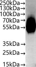 CSB-MP021546HU(A4)d7 is detected by Mouse anti-10*His monoclonal antibody.