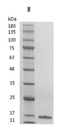 Recombinant Human Transforming growth factor beta-1 proprotein (TGFB1), partial (Active) – Figure 1 of 1