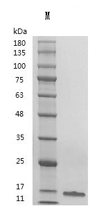 Recombinant Human Transforming growth factor beta-1 proprotein (TGFB1), partial (Active) – Figure 1 of 1