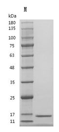 Recombinant Human Transforming growth factor beta-1 proprotein (TGFB1), partial (Active) – Figure 1 of 1
