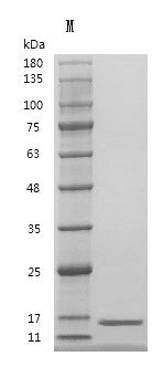 Recombinant Human Transforming growth factor beta-1 proprotein (TGFB1), partial (Active) – Figure 1 of 1