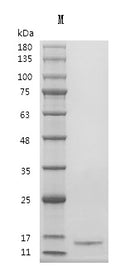 Recombinant Human Transforming growth factor beta-2 proprotein (TGFB2), partial (Active) – Figure 1 of 1