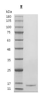 Recombinant Human Transforming growth factor beta-2 proprotein (TGFB2), partial (Active) – Figure 1 of 1