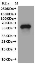 CSB-MP023626HU(A4) is detected by Mouse anti-6*His monoclonal antibody.