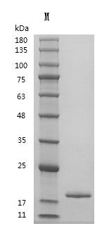 Recombinant Human Tumor necrosis factor (TNF), partial (Active) – Figure 1 of 1