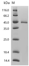 (Tris-Glycine gel) Discontinuous SDS-PAGE (reduced) with 5% enrichment gel and 15% separation gel.