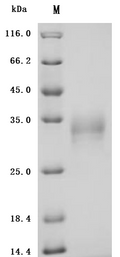 (Tris-Glycine gel) Discontinuous SDS-PAGE (reduced) with 5% enrichment gel and 15% separation gel.