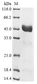 (Tris-Glycine gel) Discontinuous SDS-PAGE (reduced) with 5% enrichment gel and 15% separation gel.