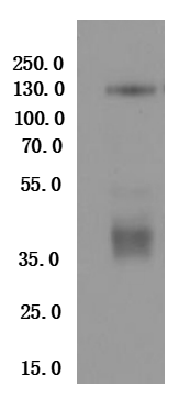 CSB-MP025131HU is detected by Mouse anti-6*His monoclonal antibody.