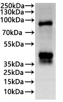 CSB-MP025131HU(M1)is detected by Mouse anti-6*His monoclonal antibody