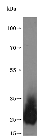 CSB-MP025166HU is detected by Mouse anti-6*His monoclonal antibody.(This tag can be tested only under denaturing conditions.)