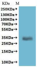 CSB-MP086369HU is detected by Mouse anti-6*His monoclonal antibody.