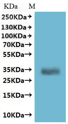 CSB-MP086369HU is detected by Mouse anti-6*His monoclonal antibody.
