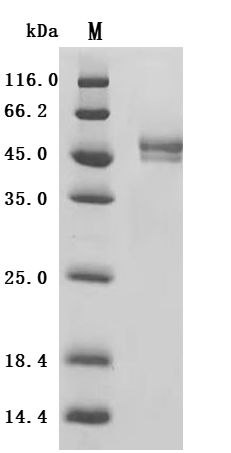 (Tris-Glycine gel) Discontinuous SDS-PAGE (reduced) with 5% enrichment gel and 15% separation gel.