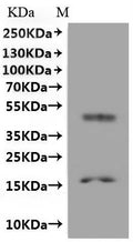 CSB-MP330494MET is detected by Mouse anti-6*His monoclonal antibody.