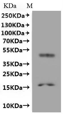 CSB-MP330494MET is detected by Mouse anti-6*His monoclonal antibody.
