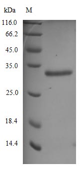 (Tris-Glycine gel) Discontinuous SDS-PAGE (reduced) with 5% enrichment gel and 15% separation gel.