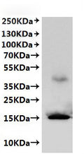 CSB-MP3347MO is detected by Mouse anti-6*His monoclonal antibody.