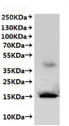 CSB-MP3347MO is detected by Mouse anti-6*His monoclonal antibody.