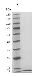 Recombinant Human Insulin-like growth factor I (IGF1) (E51R) (Active) – Figure 1 of 1
