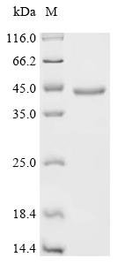 (Tris-Glycine gel) Discontinuous SDS-PAGE (reduced) with 5% enrichment gel and 15% separation gel.