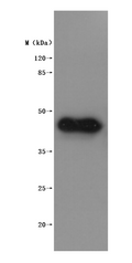 CSB-MP4516MOV is detected by Mouse anti-6*His monoclonal antibody.