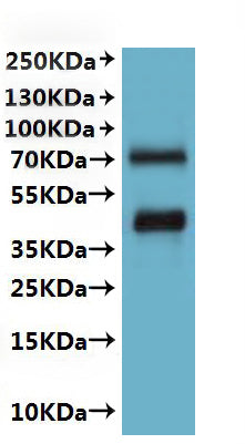 CSB-MP5452MOV is detected by Mouse anti-6*His monoclonal antibody.