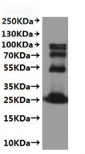 CSB-MP5518MO is detected by Mouse anti-6*His monoclonal antibody.