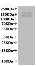 CSB-MP5880MOX(A4) is detected by Mouse anti-6*His monoclonal antibody.