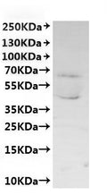 CSB-MP6057CXP1 is detected by Mouse anti-6*His monoclonal antibody.