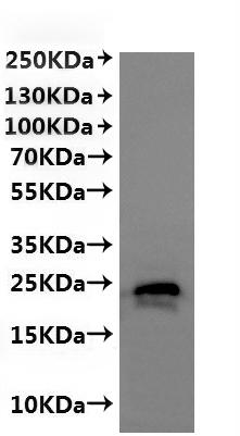 CSB-MP6057CXP is detected by Mouse anti-6*His monoclonal antibody.
