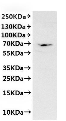 CSB-MP6057CXP(M) is detected by Mouse anti-6*His monoclonal antibody.
