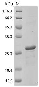 (Tris-Glycine gel) Discontinuous SDS-PAGE (reduced) with 5% enrichment gel and 15% separation gel.