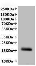 CSB-MP6148GKN is detected by Mouse anti-6*His monoclonal antibody.